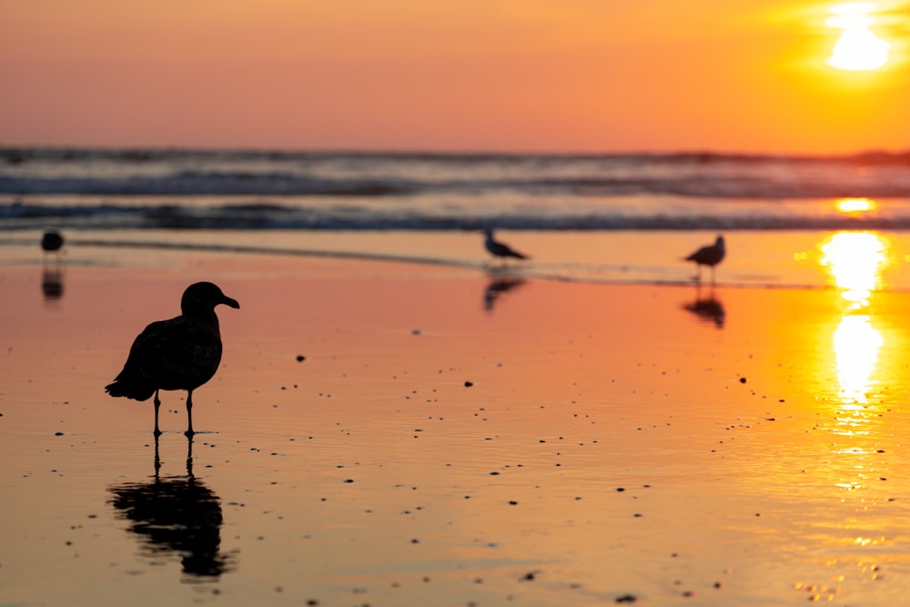 black bird on beach shore during sunset