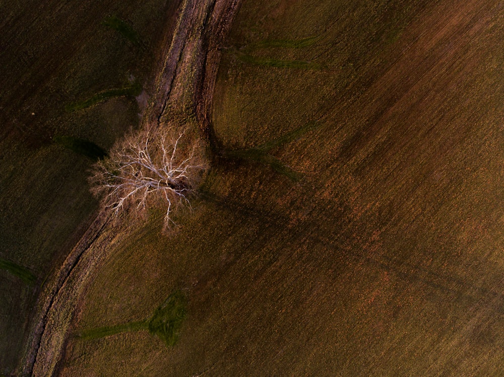 white dandelion on brown field