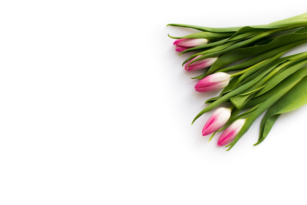 pink and green tulips on white background