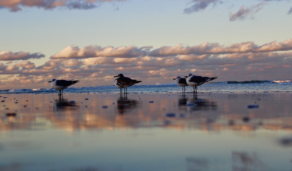 silhouette of birds on beach during sunset