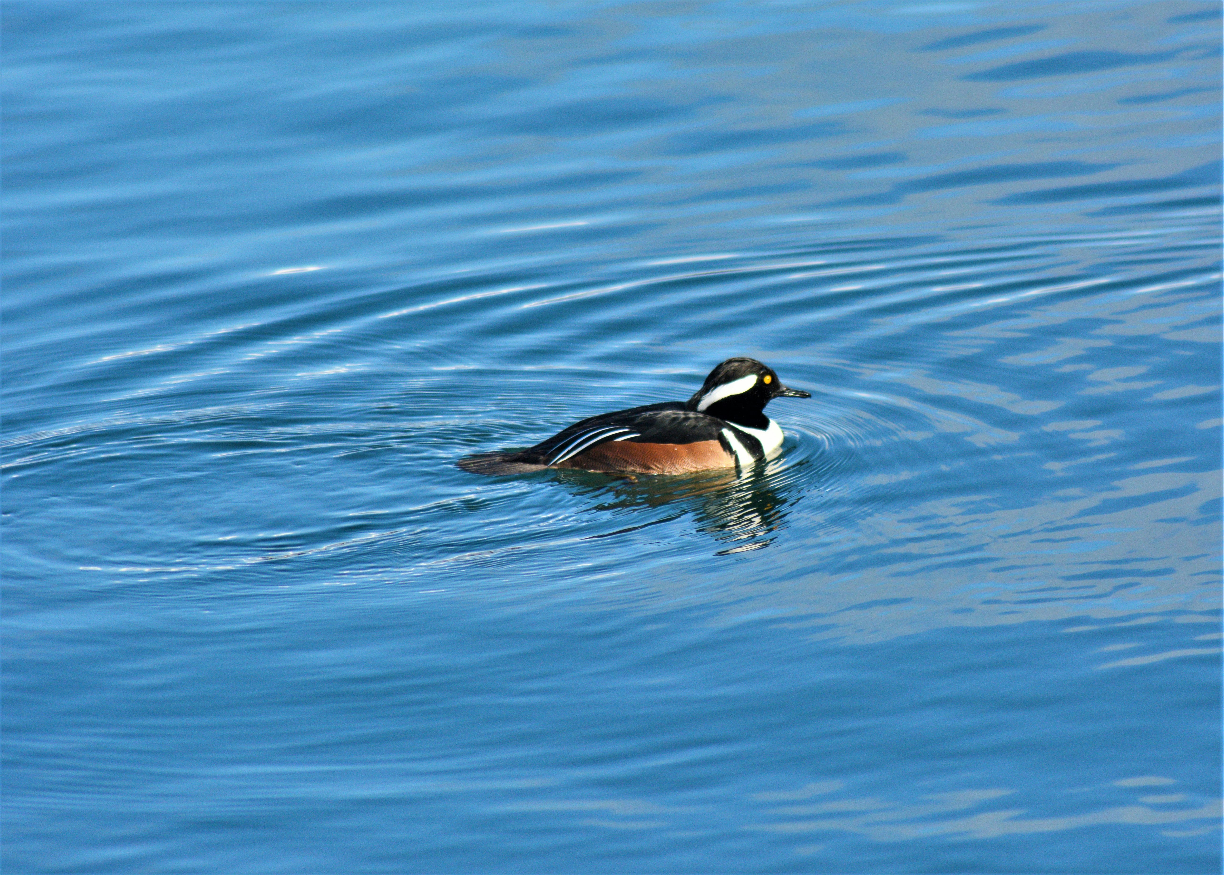 Photo by bryanhanson