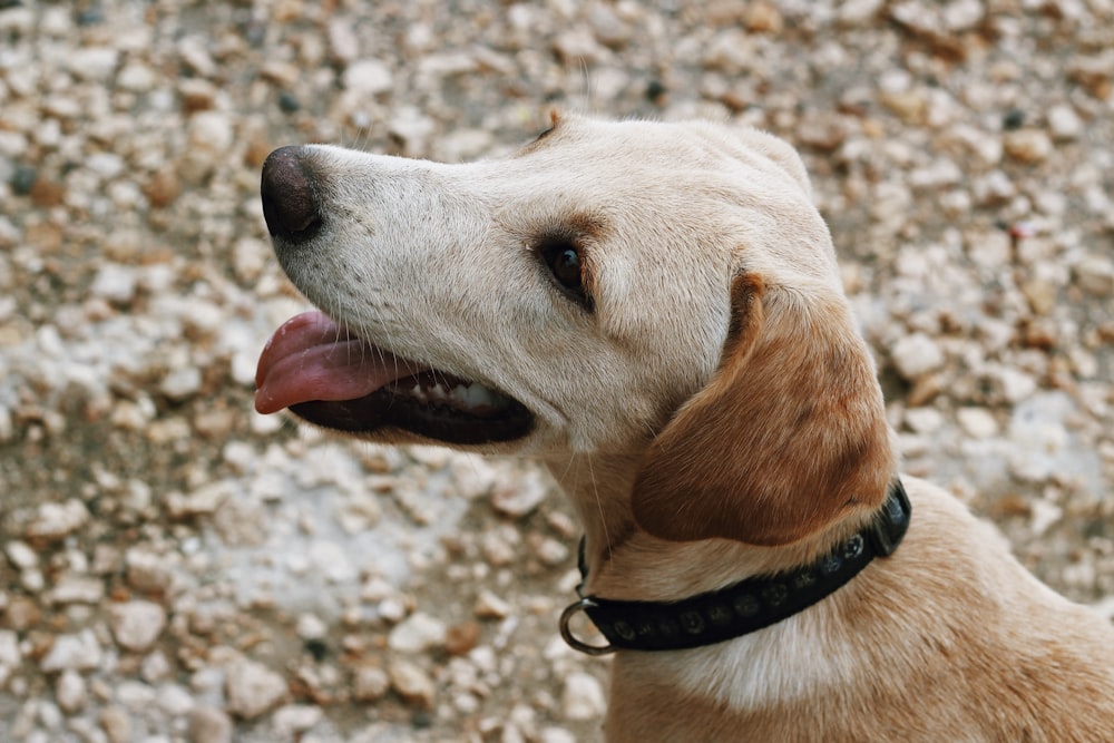 yellow labrador retriever with blue leash