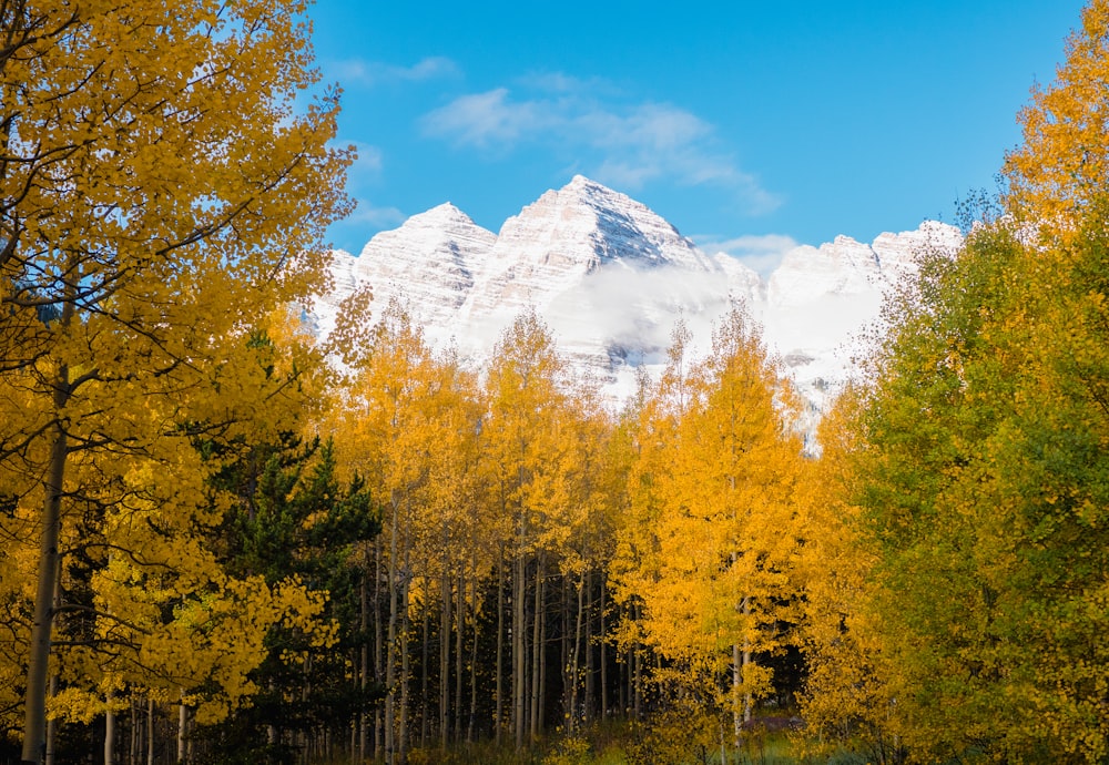 green and yellow trees near snow covered mountain during daytime