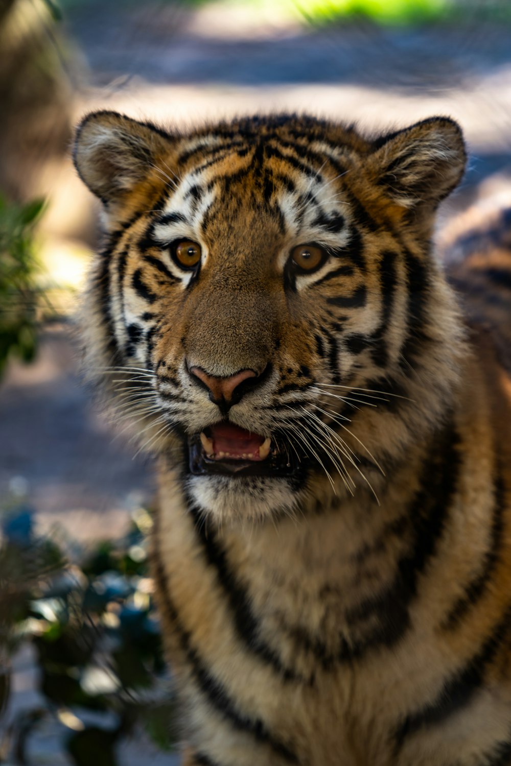 brown and black tiger on blue and white surface