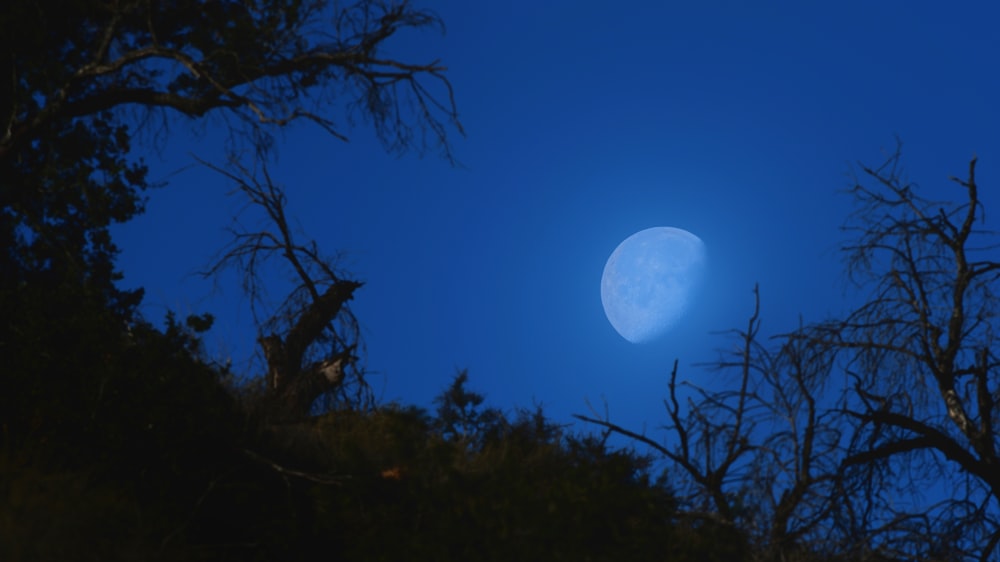 full moon over bare trees