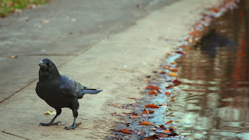 pájaro negro sobre piso de concreto gris