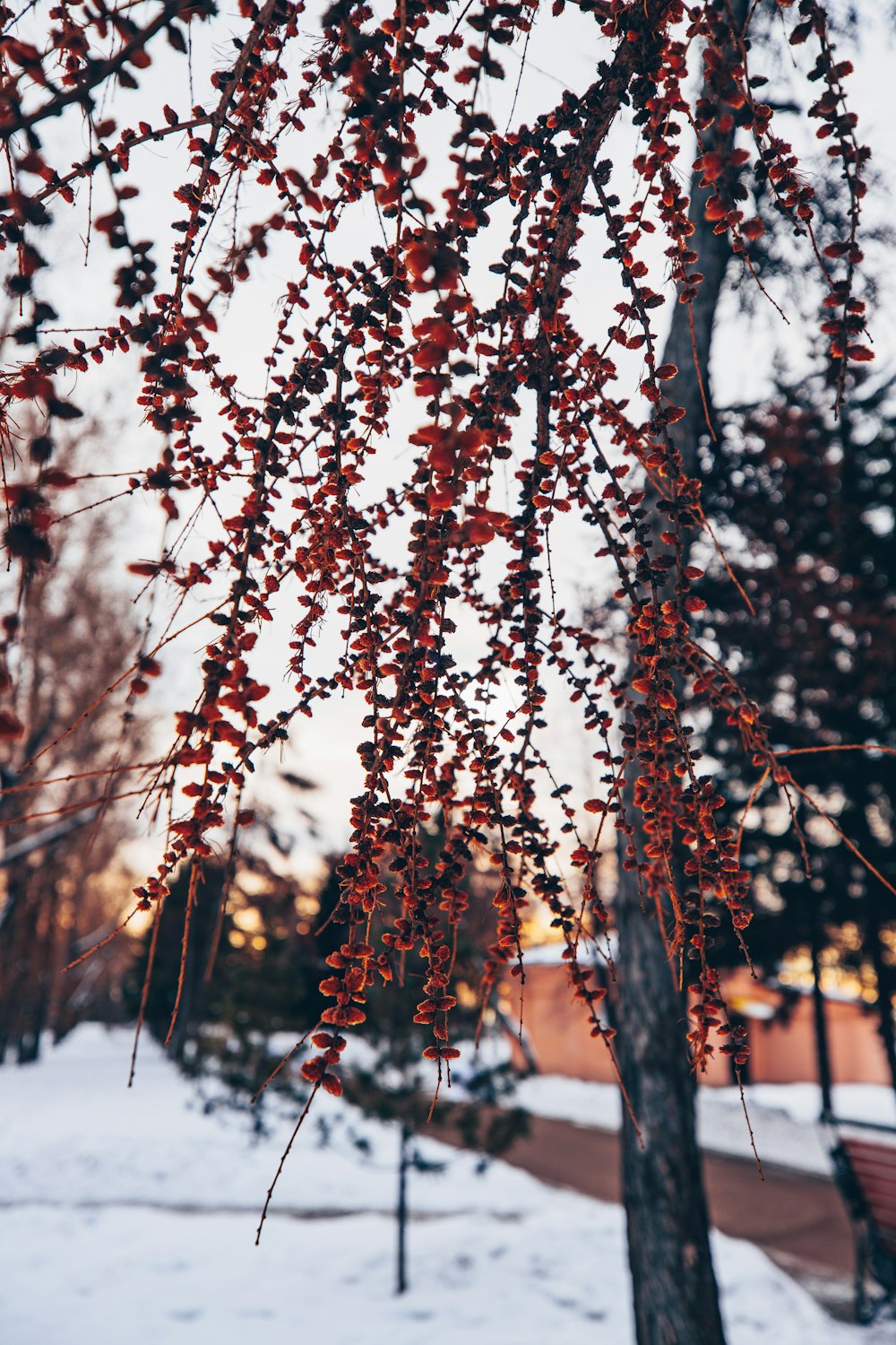 brown plant on snow covered ground during daytime