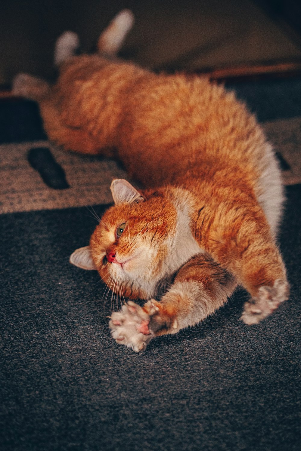 gato tabby laranja e branco deitado em tecido cinza