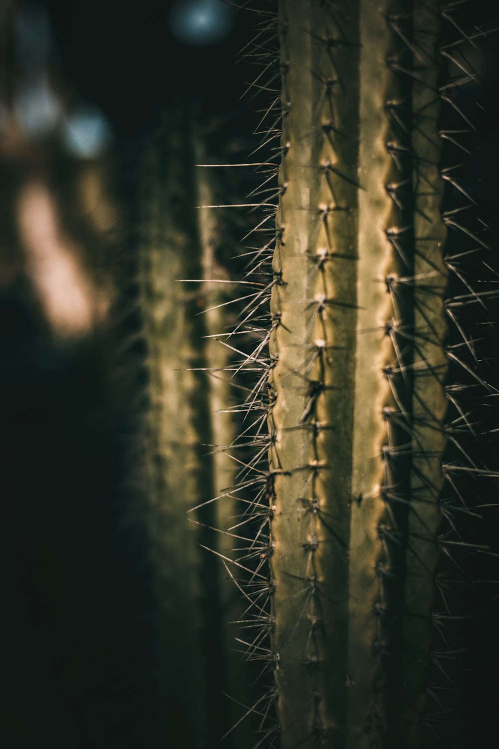 Planta marrón en fondo negro