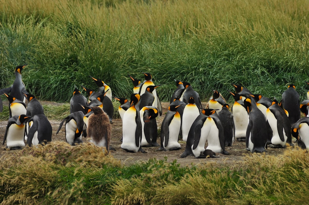 penguins on green grass field during daytime