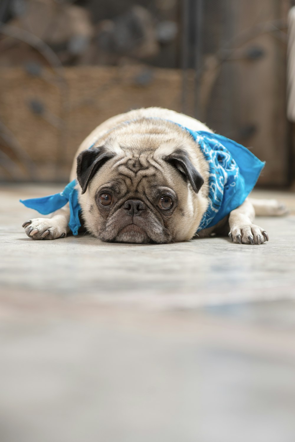 fawn pug in blue and teal textile