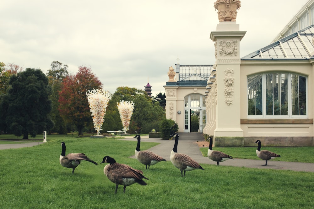 flock of geese on green grass field near white concrete building during daytime