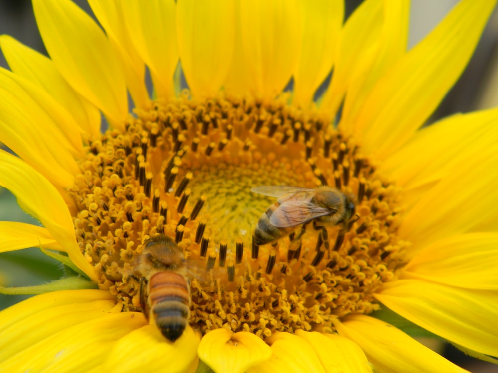 honeybee perched on yellow sunflower in close up photography during daytime