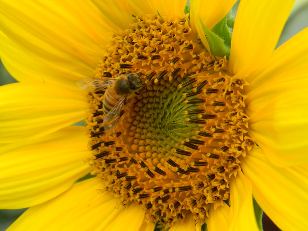 honeybee perched on yellow sunflower in close up photography during daytime