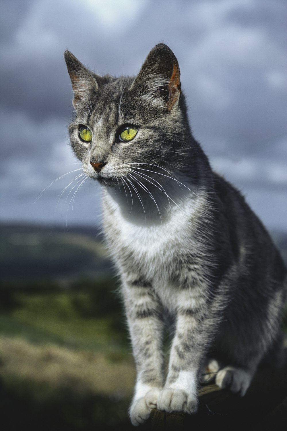 緑の芝生の上の白と黒の猫