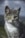 white and black cat on green grass during daytime