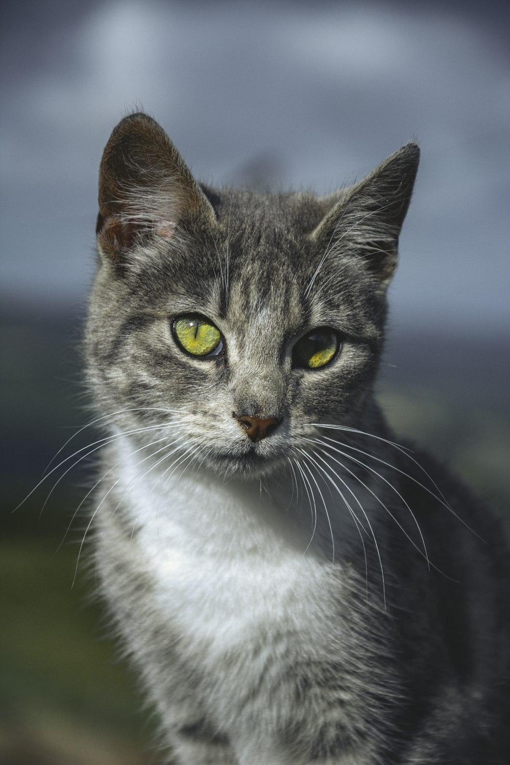 white and black cat on green grass during daytime