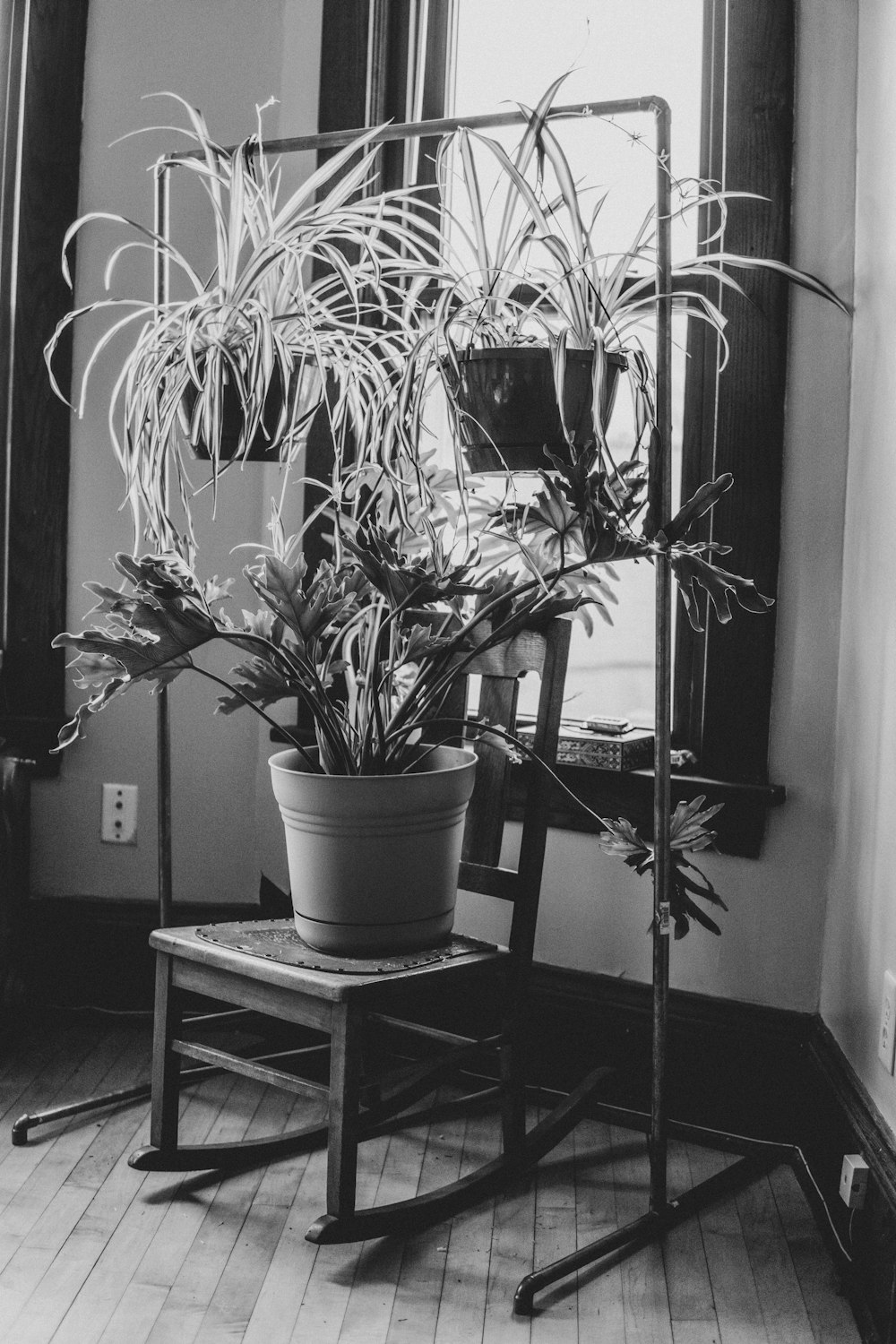 green potted plant on black wooden stool