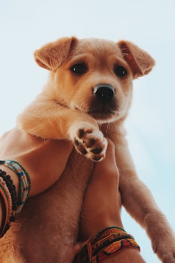 person in blue and white tribal shirt holding brown short coated puppy