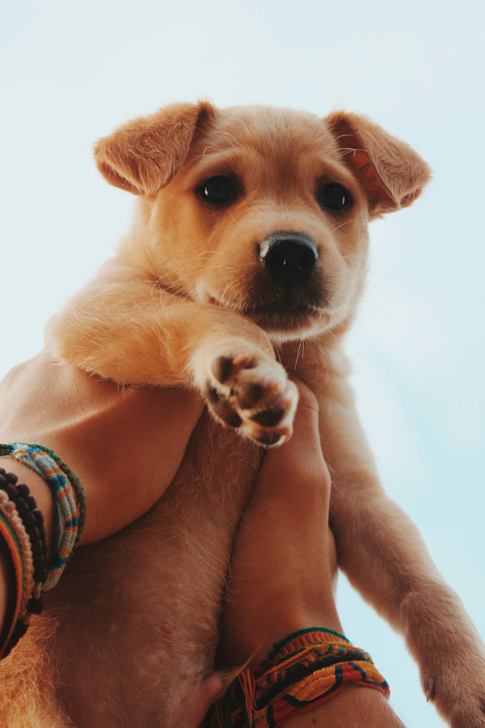 person in blue and white tribal shirt holding brown short coated puppy