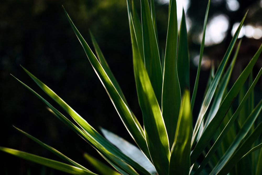 green plant in close up photography