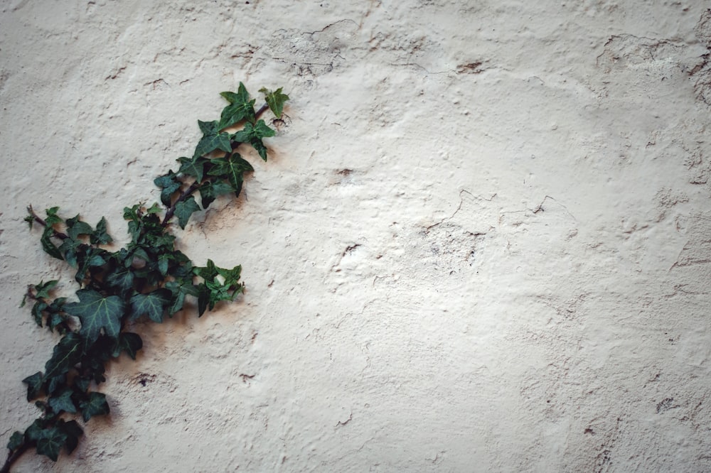 green leaves on white sand