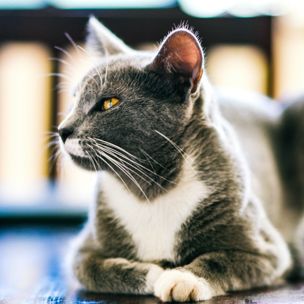 schwarz-weiße Katze auf blauem Textil