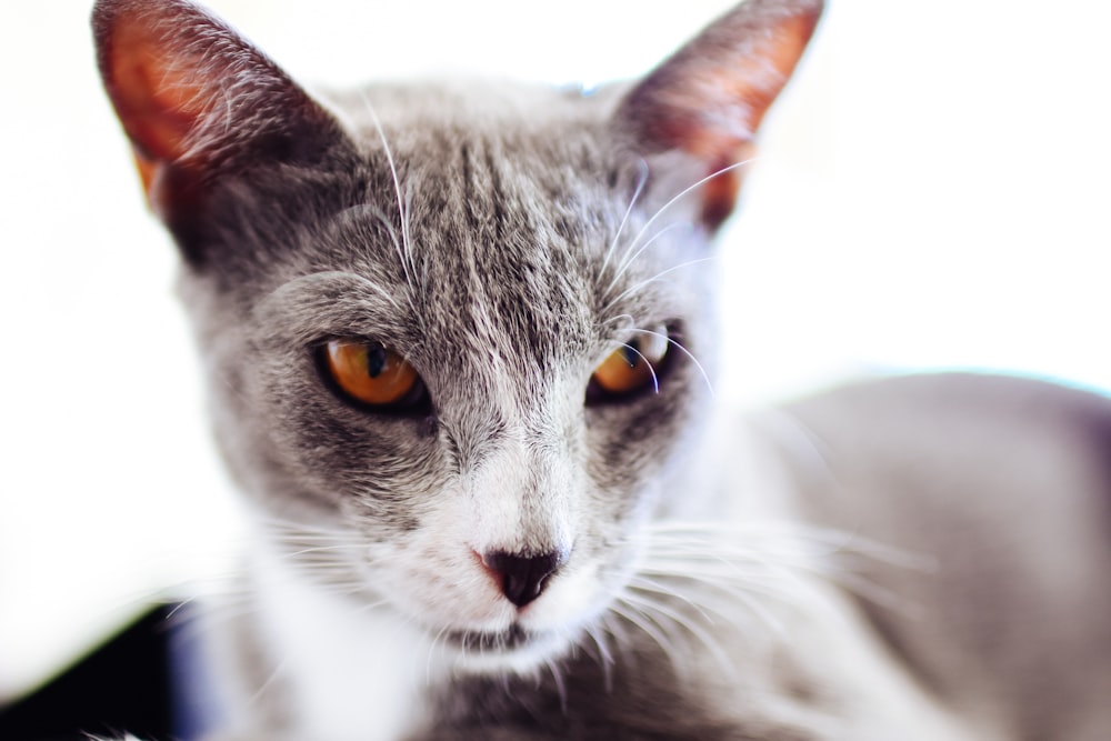 grey and white cat in close up photography