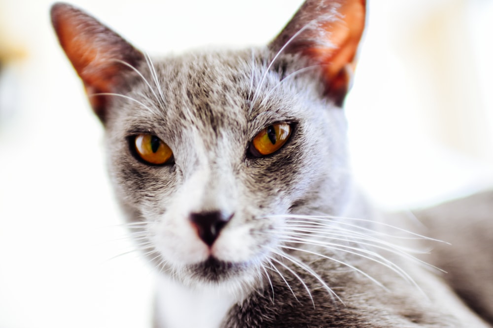 white cat yellow eyes