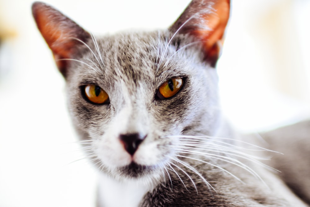 grey and white cat with yellow eyes