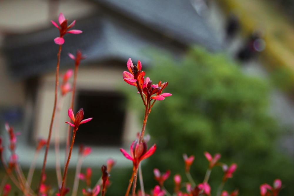 red flowers in tilt shift lens