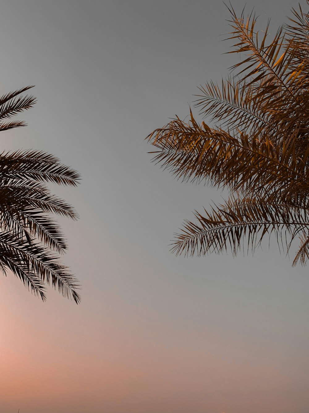 palmera verde bajo el cielo blanco