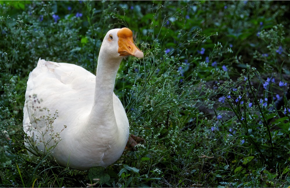 white duck on green grass during daytime