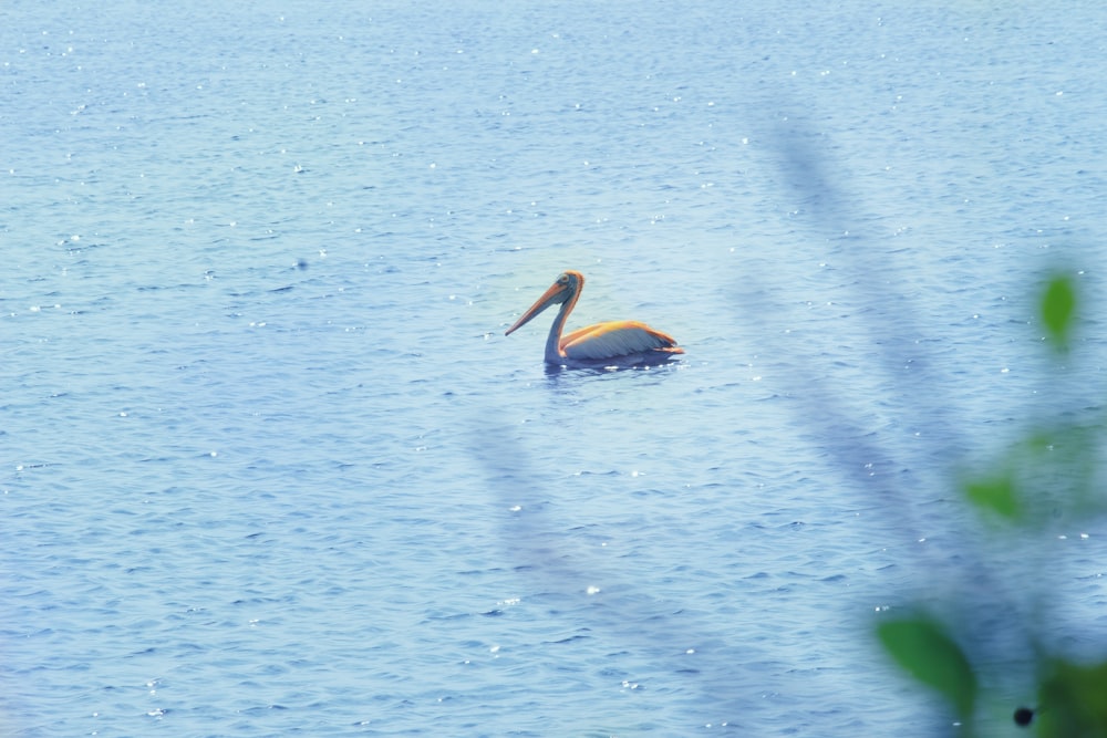 brown pelican on body of water during daytime