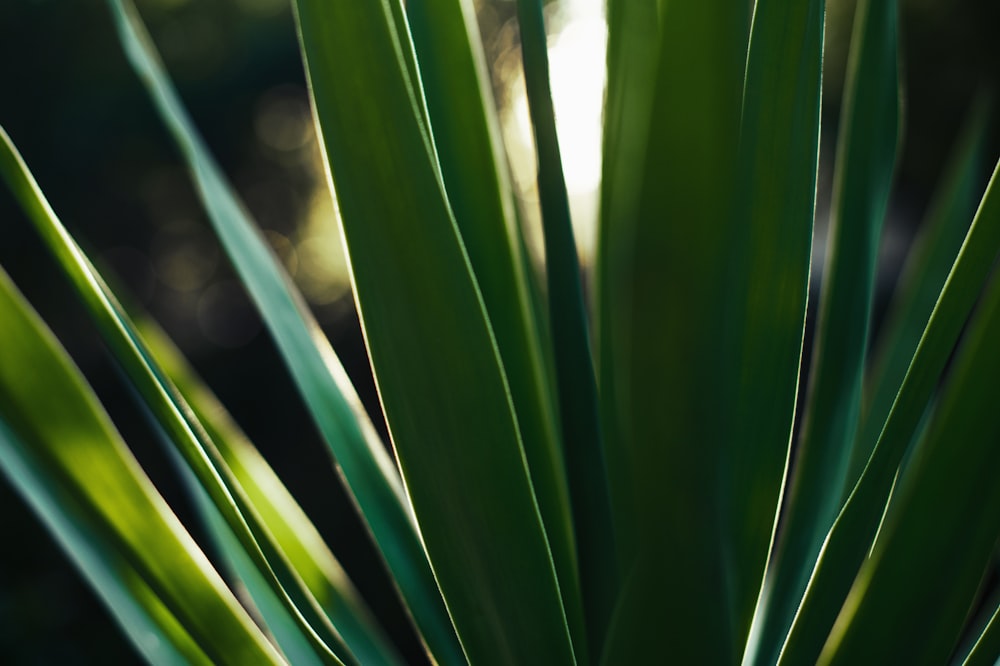 Planta verde en fotografía de primer plano