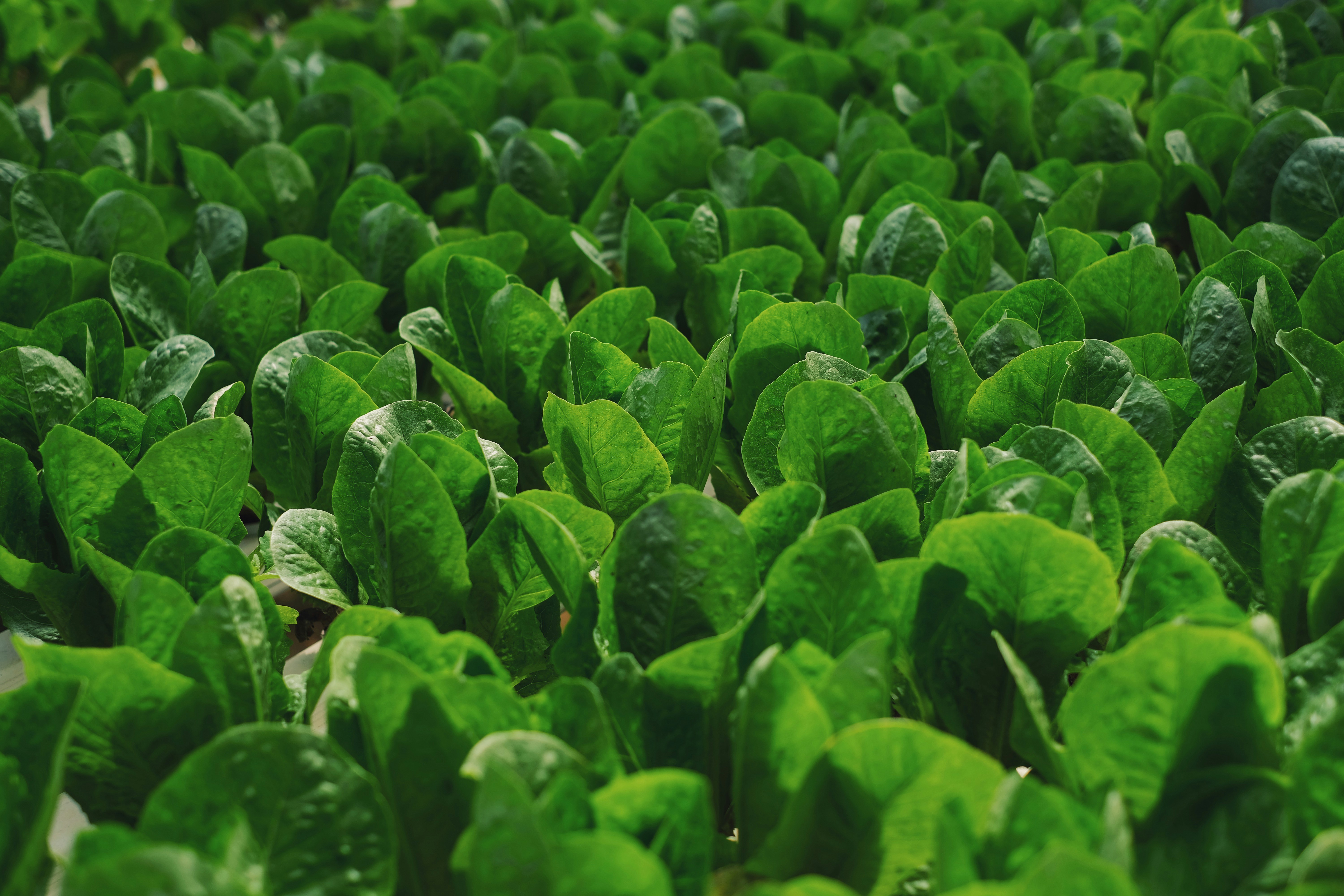 A thriving vegetable patch with rows of lettuce and other greens.