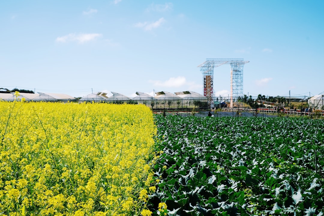 yellow flower field near green trees and buildings during daytime