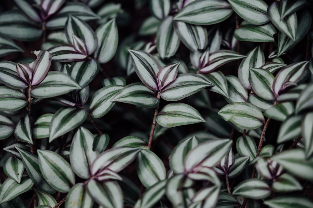 red and green leaves plant