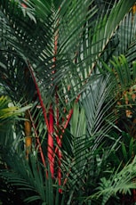 green palm plant during daytime