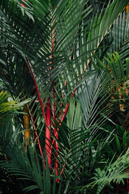 green palm plant during daytime