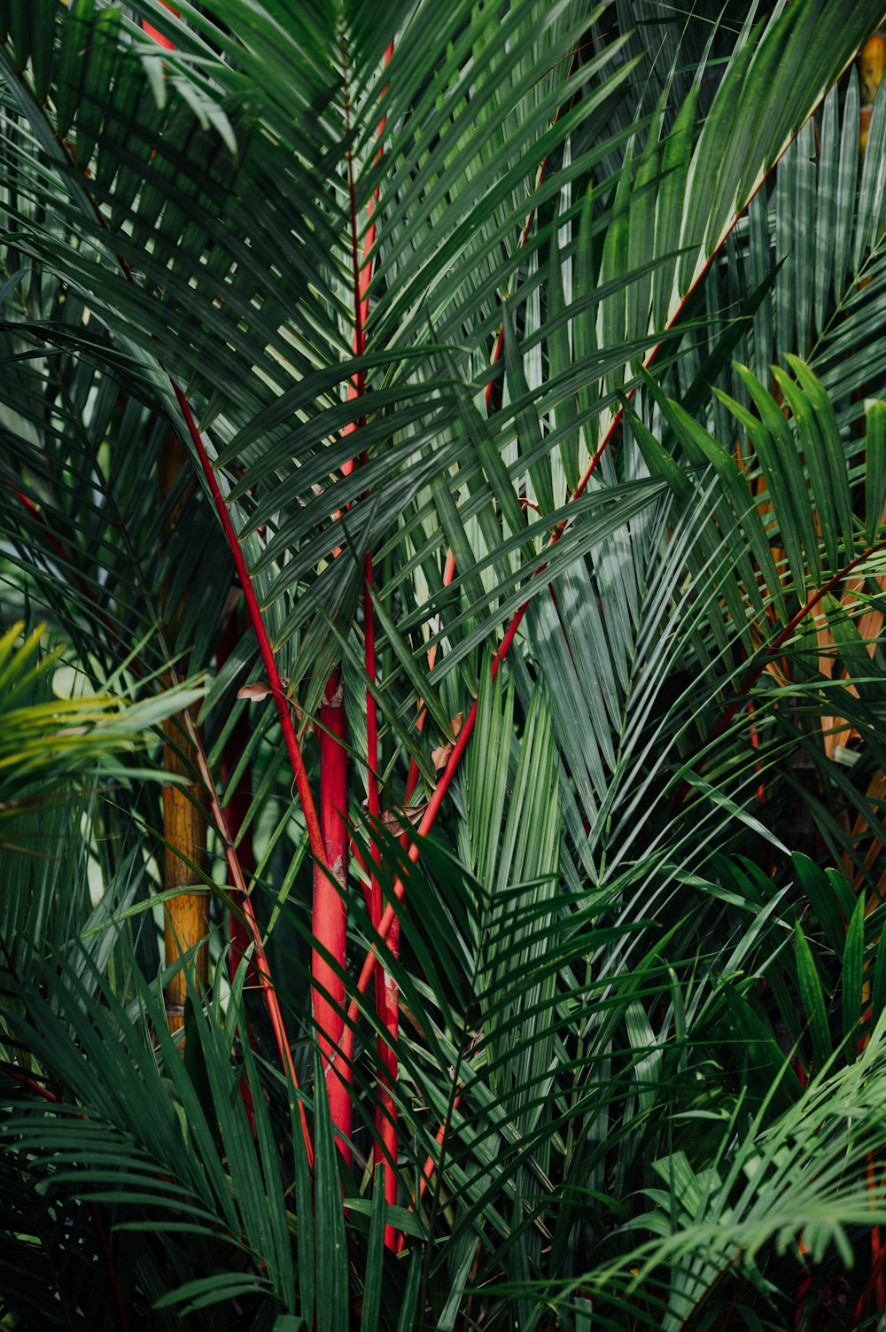 green palm plant during daytime