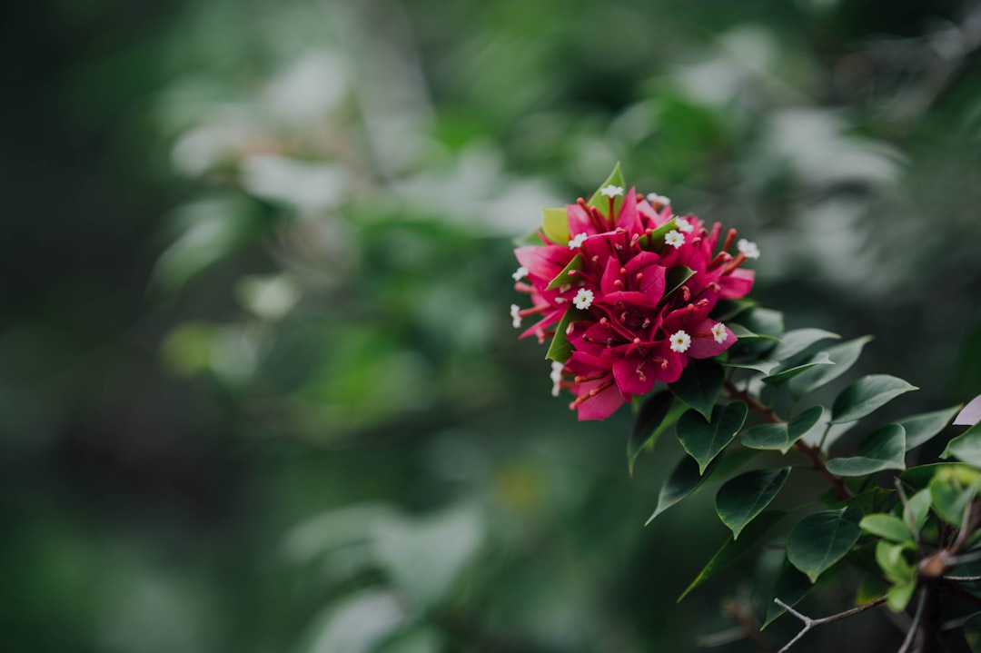 pink flower in tilt shift lens