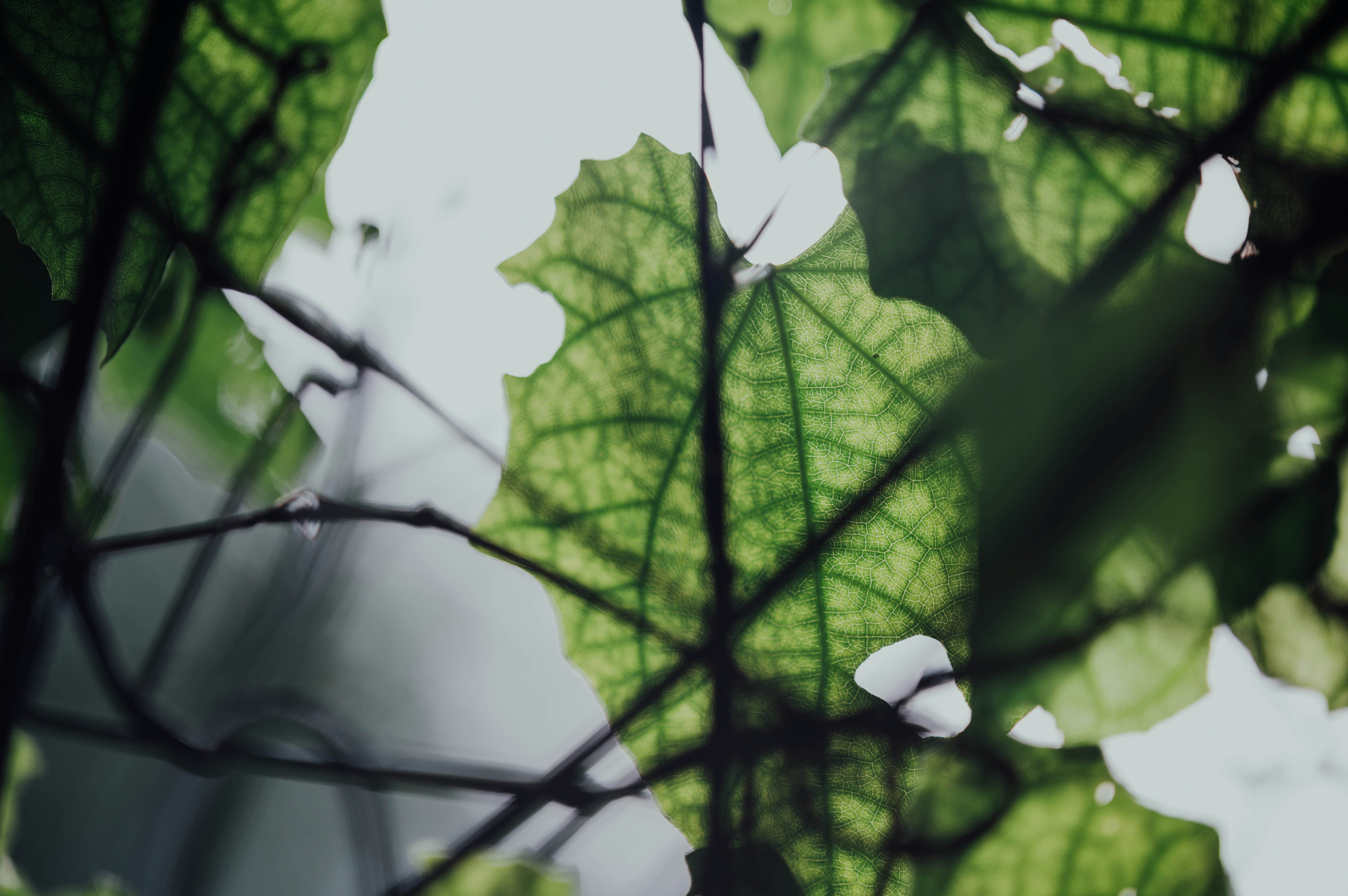 Photo by chuttersnap