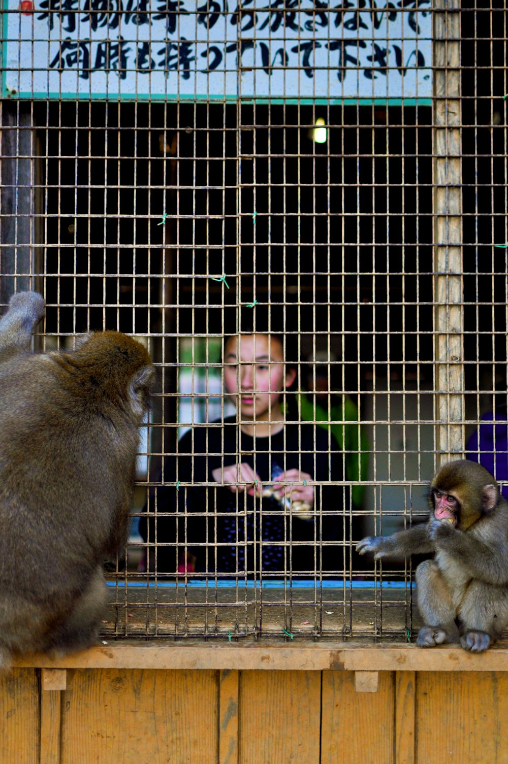 monkey in cage with baby monkey
