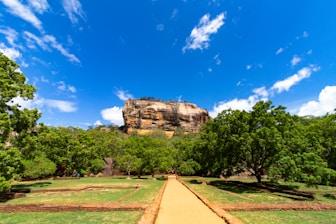 green trees and brown dirt road