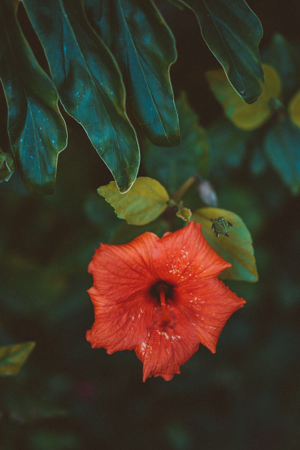 red hibiscus in bloom during daytime