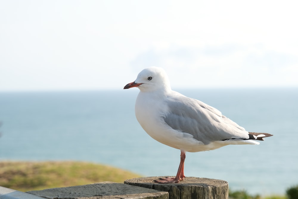 white and gray bird on brown concrete surface