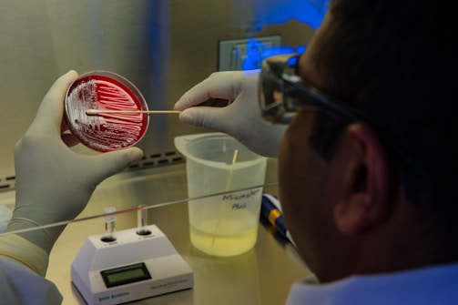 A close-up of a scientist examining petri dishes with bacterial cultures in a bright laboratory.