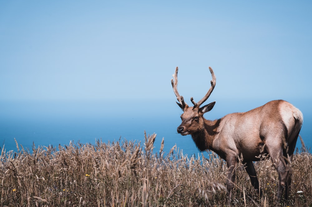 brown deer on green grass field during daytime