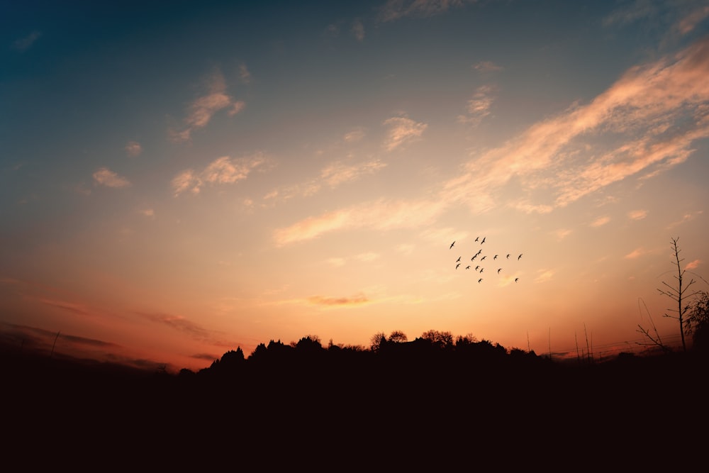 silhouette of trees during sunset